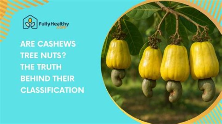 Are cashews a tree nut?