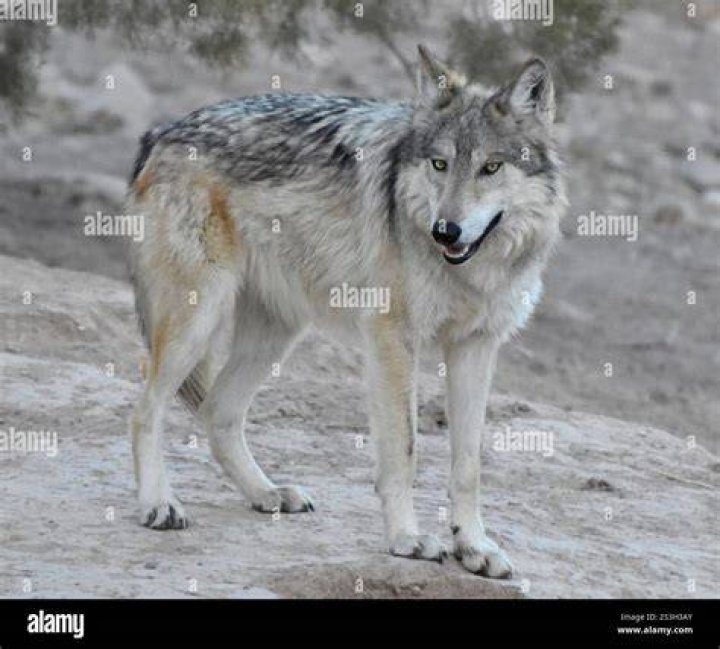 Are there wolves in Mexico?