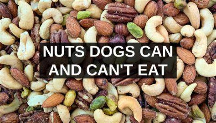 Can dogs eat monkey nuts?