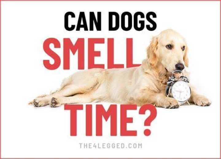 Can dogs smell crystals?