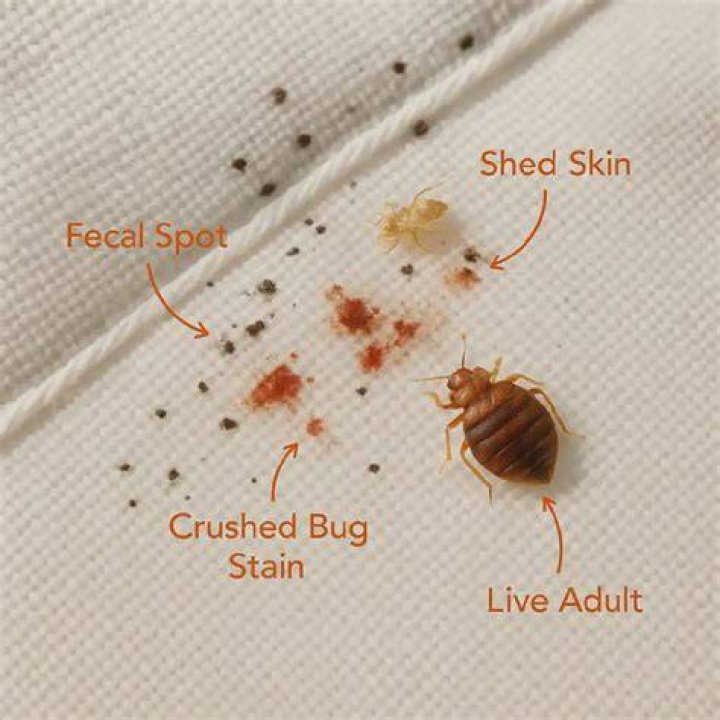 Can I go to work if I have bed bugs?