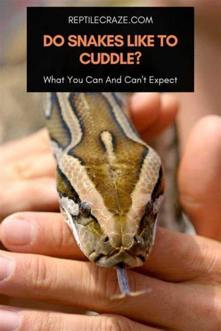 Can you cuddle a snake?