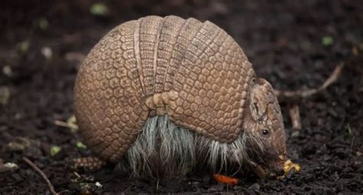 Do armadillos lay eggs?