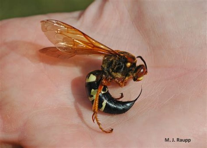 Do cicada killers sting humans?