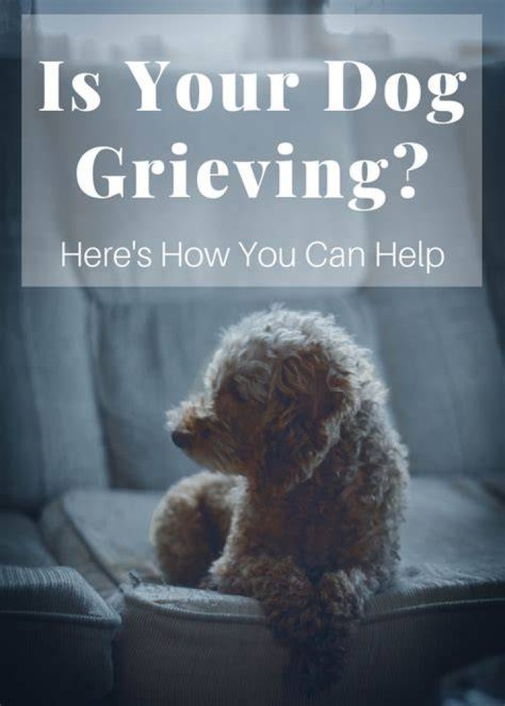 Do dogs grieve when owner dies?