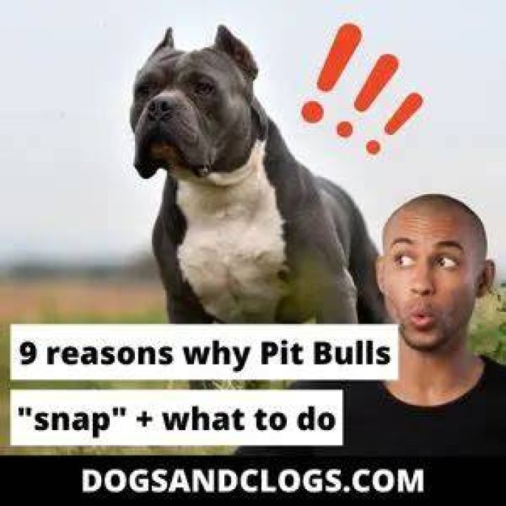 Do pit bulls suddenly snap?