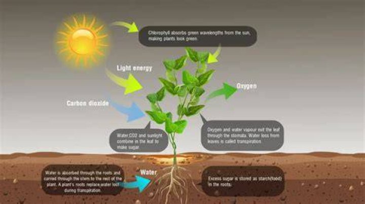 Do trees have energy?