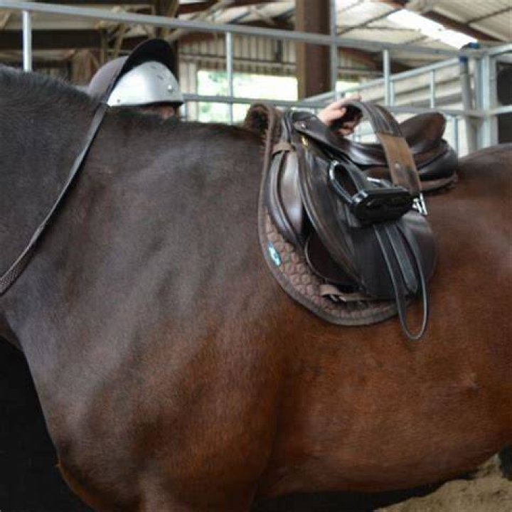 How do you put a monster saddle on a horse?