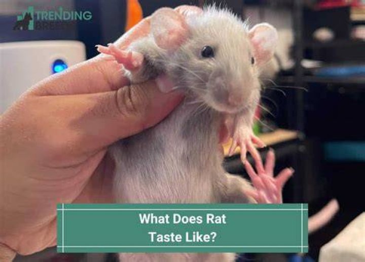 How does rat taste like?