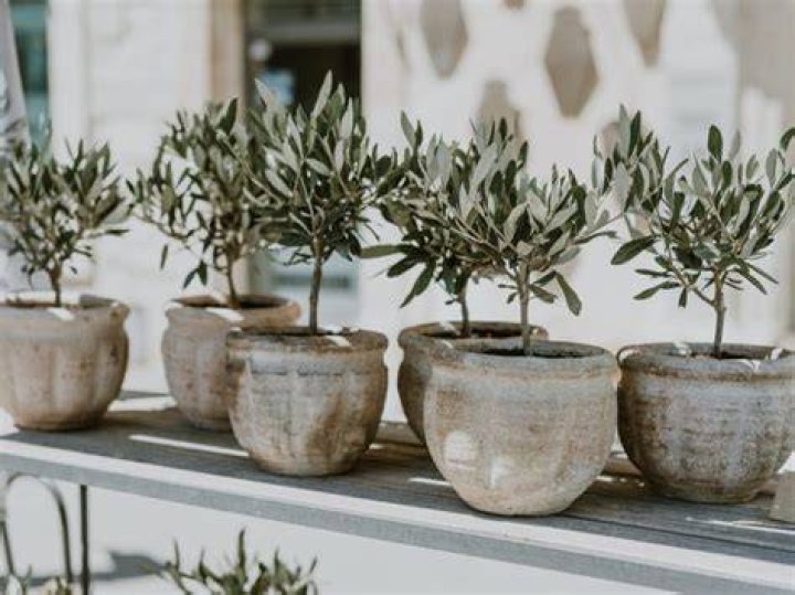 How fast do olive trees grow indoors?