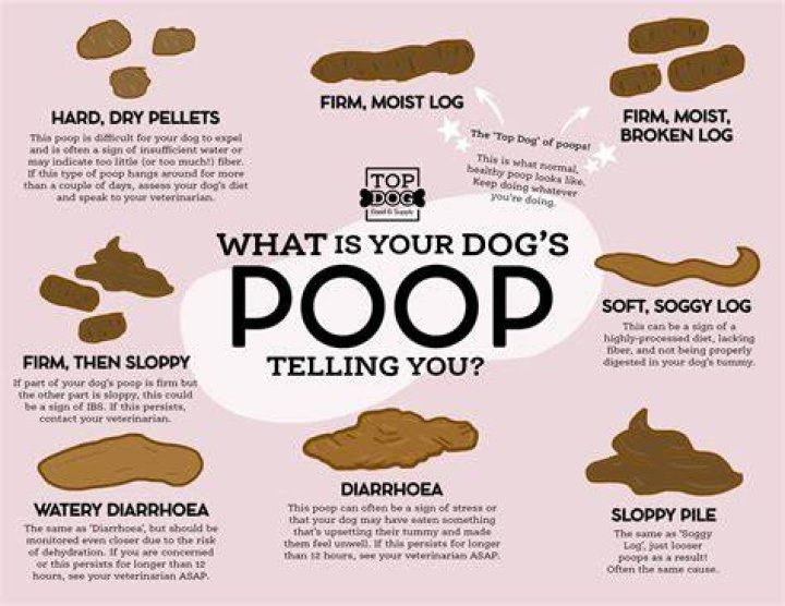 How long does it take for a dog to poop out something he ate?