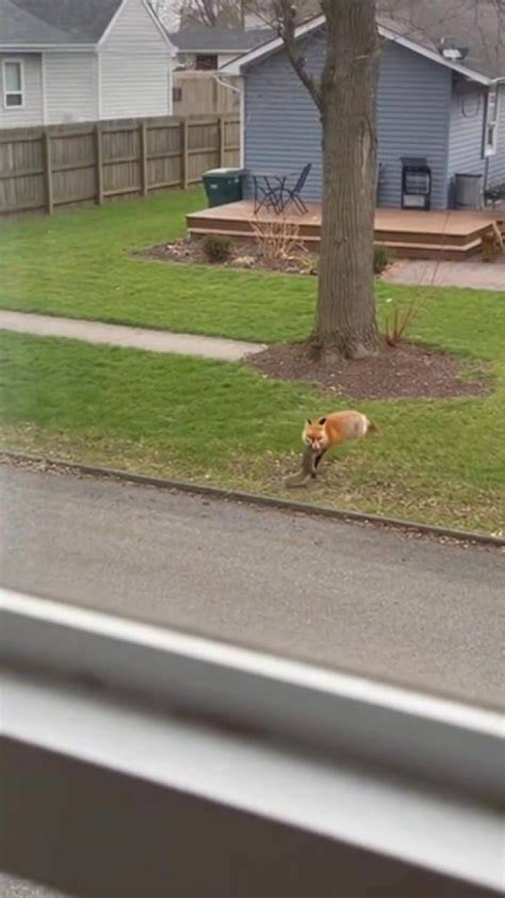 Is it good to have a fox in your garden?