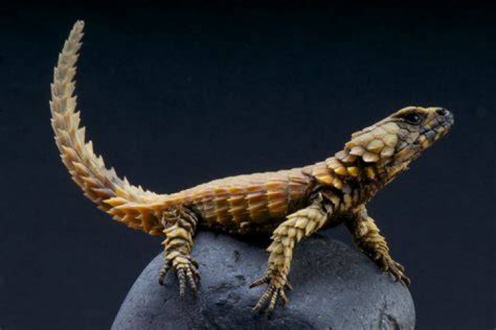 Is the dragon lizard real?