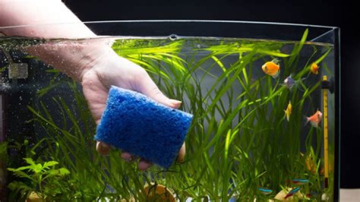 Should you remove fish when cleaning the tank?
