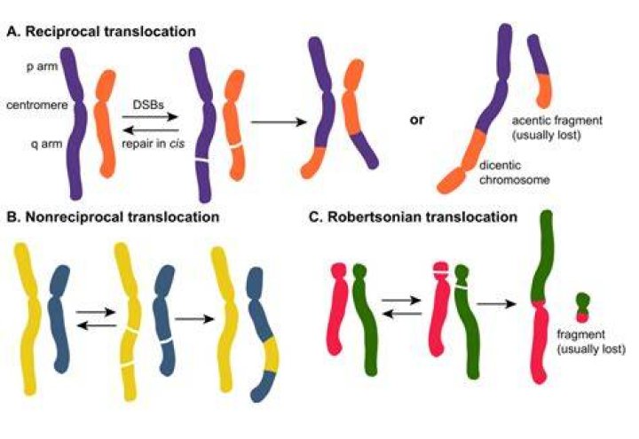 What are inversions and translocations?