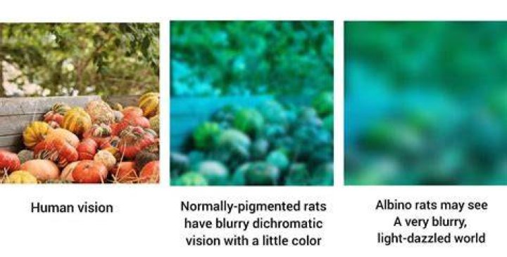 What colors do rats see?