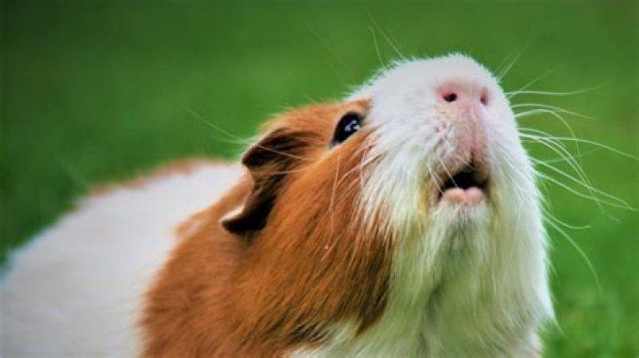 What does it mean when a guinea pig clicks?