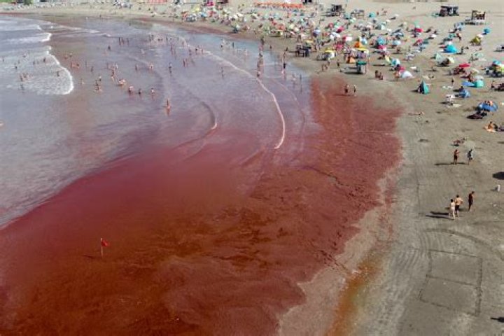 What is a red tide?