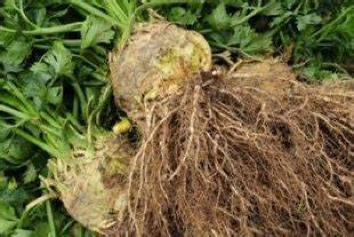 What is the ugliest veggie?