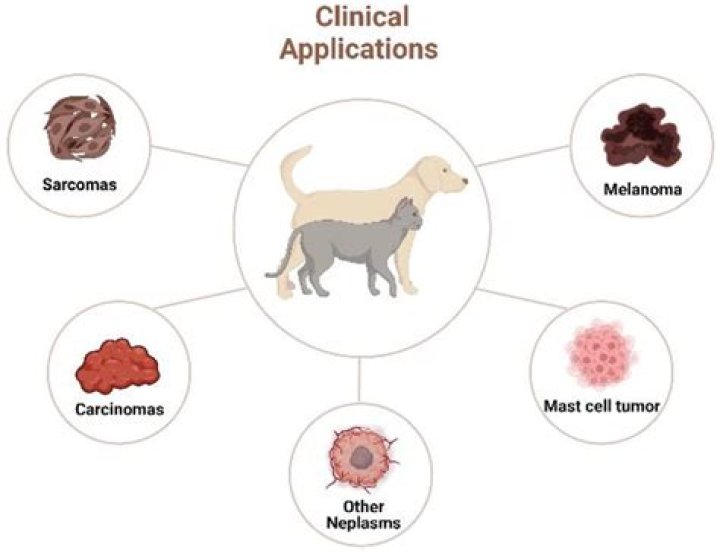 What shrinks tumors fast?