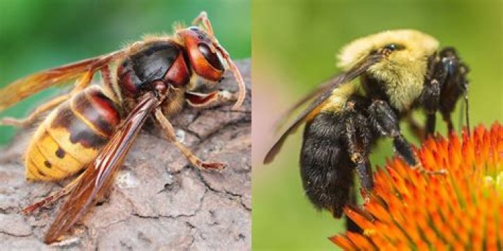 Whats the difference between a bee and a hornet?
