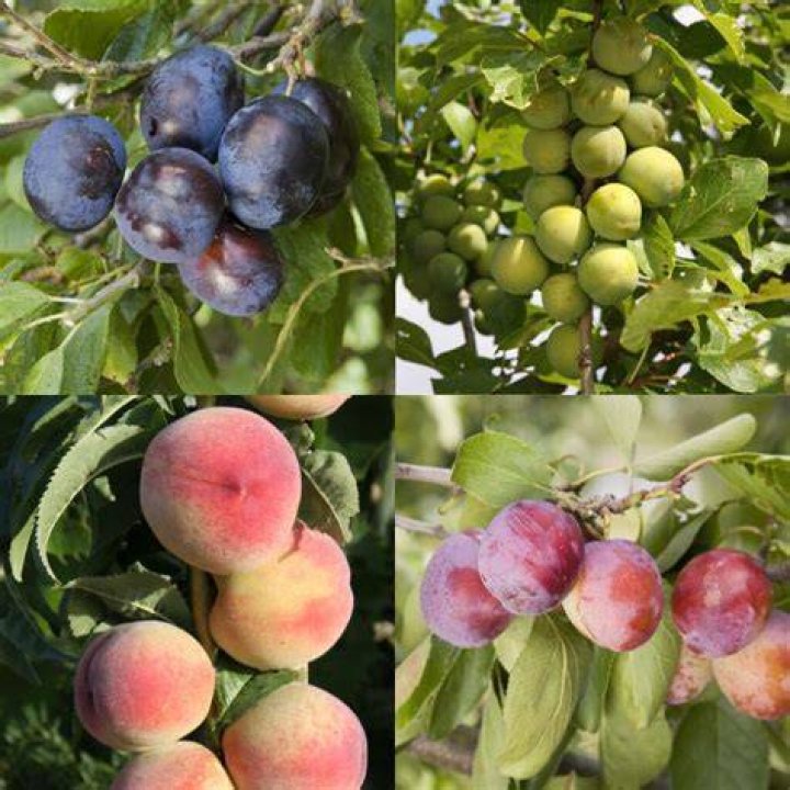Where did stone fruit originate?