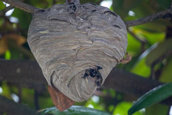 Where do hornets usually nest?