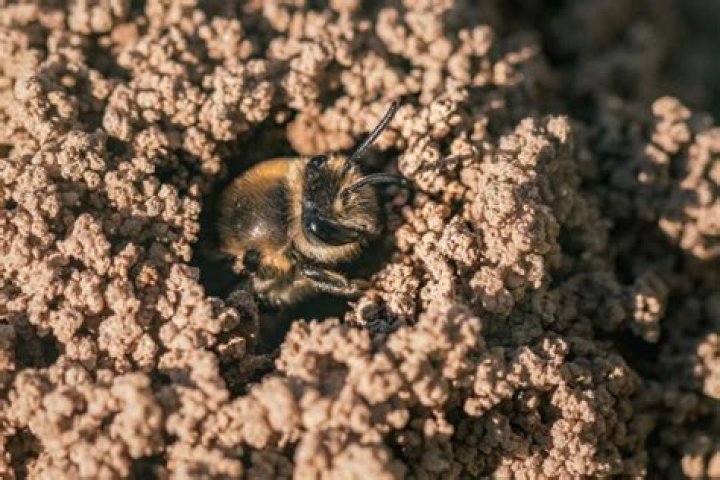 Why do bees swarm on the ground?