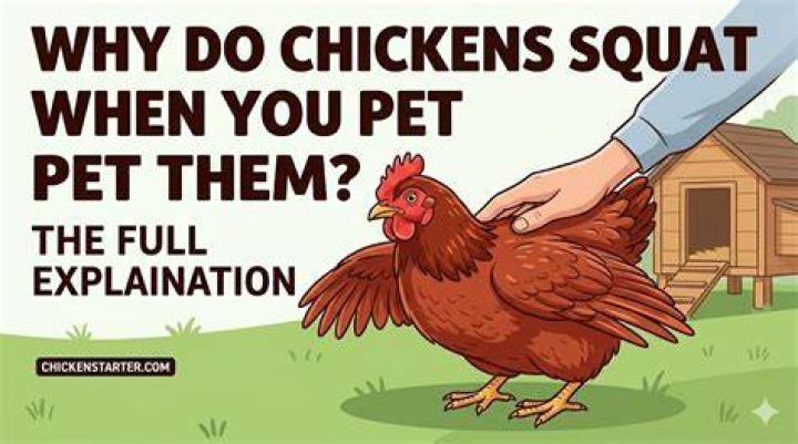 Why do chickens squat when I try to pick them up?