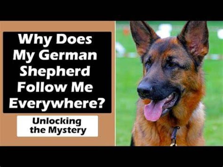Why do German Shepherds follow you everywhere?