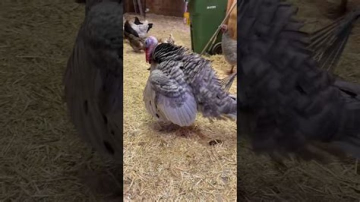Why do turkeys stomp their feet?